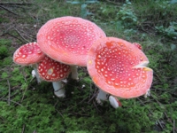 Mantar Çeşitleri ve Özellikleri