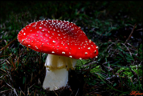 Kırmızı Mantar Tarifi ve Malzemeleri