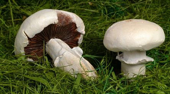 Mantar Yetiştiriciliği ve Gerekli Toprak Türü